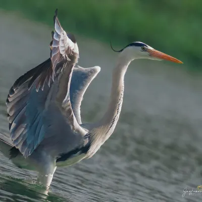 A Grey Heron stands in the water, its wings slightly raised in an elegant posture. The detail in its neck plumes and focused expression are captured beautifully.
