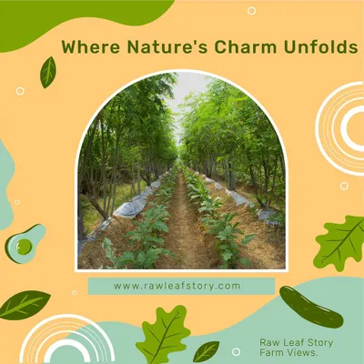 This is where nature's charm unfolds. A view down a row of our crops shows the careful planning and natural beauty of our farm. It is a tranquil space where healthy food grows in harmony with the environment.