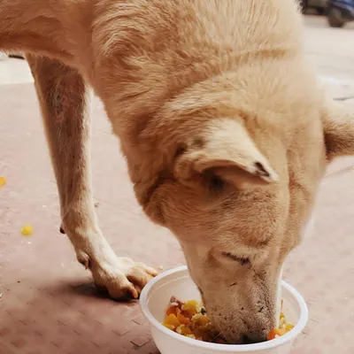 A close-up of a happy customer. Our streetie meals are simple, containing fresh rice and chicken to provide a filling and healthy option for community dogs who need a proper diet.