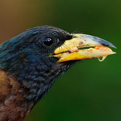 An intimate macro portrait of a Great Barbet. This shot focuses on the bird's head, revealing the subtle color gradations in its feathers, the texture of its powerful yellow beak, and the remnants of a recent meal.