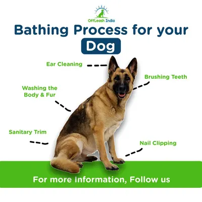 My grooming service is built on a foundation of health and discipline. This infographic breaks down the key steps I take in every session, from ear cleaning and nail clipping to a full sanitary trim, ensuring your dog is not just clean, but truly healthy.
