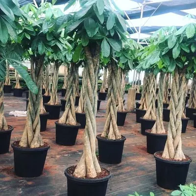 An army of mature, 6-foot tall braided Pachira, or Money Trees. These are incredibly popular for bringing good fortune and lush greenery indoors.