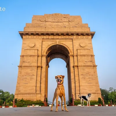 Two beautiful Indie dogs posing in front of India Gate for the "Tails of the World" project. A powerful image showcasing our native dogs at a national monument.