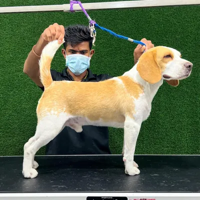 Here, I am positioning a Beagle to show off its clean, sleek coat after a de-shedding treatment. This process significantly reduces the amount of hair they shed at home.