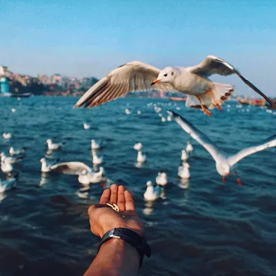 A perfect moment of connection on the Ganga river. This shot captures the trust between man and nature as a seagull takes food directly from a hand, a common sight that still feels magical.