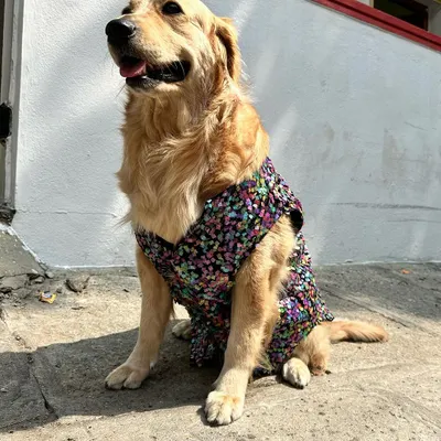 Such a majestic pose. I love seeing a pet light up when they wear one of my creations. This custom dog dress was designed to catch the light and make them the star of any event.