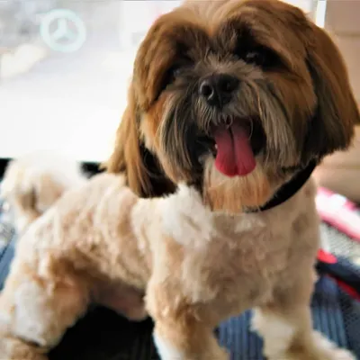 Simba the Shih Tzu is all smiles and ready for his close-up after his grooming session. A fresh trim always brings out their personality.