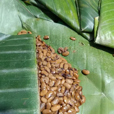 My fermented soybeans (axone) are prepared and packed in banana leaf. This is the proper way to store them to maintain the authentic, strong flavour needed for Naga curries.