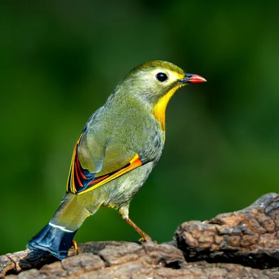 The Red-billed Leiothrix, a burst of color against a lush green background in Sattal, Uttarakhand. These birds are a delight for any photographer.