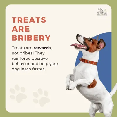 Many people think using treats is bribery, but that is a myth. Treats are powerful rewards that reinforce good behavior and help your dog learn faster. We use high value treats to make training a positive experience.