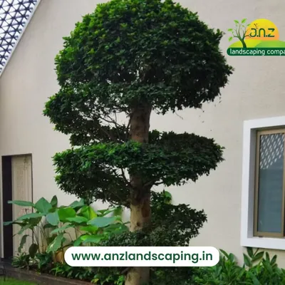 A close-up of a multi-tiered topiary tree, showcasing our skill in shaping and maintaining specimen plants for a formal garden look.