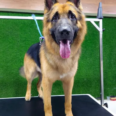 This handsome German Shepherd is standing proud after a full grooming session. I focus on de-shedding their thick undercoat and cleaning their ears, which are essential for the breed's health.