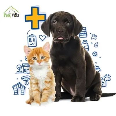 Whether you have a playful puppy, a curious kitten, or both, I provide thorough health consultations. My goal is to be your trusted partner in pet care here in Bengaluru.