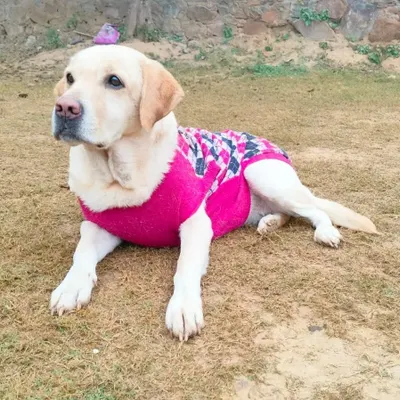 Meet Doodle, a friendly 3-year-old female Labrador. She is wearing a stylish pink sweater and is looking for a family that can match her loving and gentle energy.