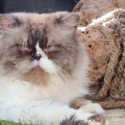 This is Mario, one of our regulars, giving his signature grumpy but lovable look. He's found a comfortable spot to relax and observe the afternoon activities.