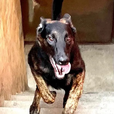 This is my boy Aslan, also known as Black Adam, a Dutch Shepherd from my own breeding. This action shot captures the athleticism and drive that I select for. He is a future champion in the making.