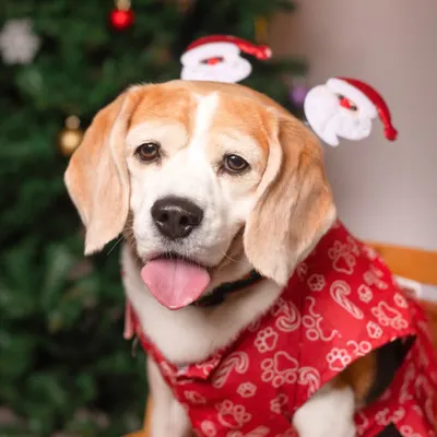 This adorable Beagle is ready for Santa Paws with a cute red outfit and a festive headband. My Christmas mini-sessions are perfect for getting that one-of-a-kind holiday card photo.