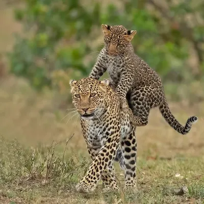 A leopard mother with her cub hitching a ride. Capturing such playful and intimate family moments is a rare privilege and a highlight of any safari.