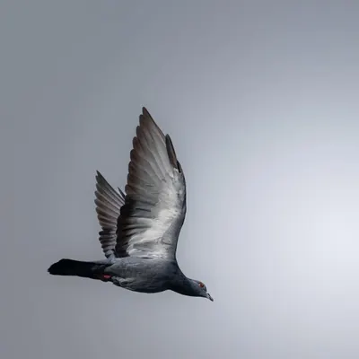 This shot captures the pure form and power of a pigeon in flight. The minimalist background focuses all attention on the elegant curve of its wings and the sense of upward momentum. This is bird in-flight photography that feels both powerful and serene.