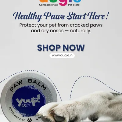 Healthy paws start here. Protect your pet from cracked paws and dry noses naturally with a high-quality paw balm. It's an essential part of their year-round care routine.
