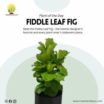 Plant of the Day: The Fiddle Leaf Fig. This plant is a favorite among interior designers for a reason. Its large, sculptural leaves make it a stunning statement piece in any room.