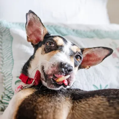 This is Choco, a survivor of unimaginable cruelty. After being rescued and undergoing major reconstructive surgery, she is now the kindest, most trusting soul. Her story is heartbreaking, but her spirit is a powerful testament to the resilience of rescue dogs.