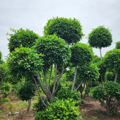 Our Ficus Retusa Topiaries are expertly sculpted into multi-ball forms, creating a stunning visual structure that elevates any garden design.