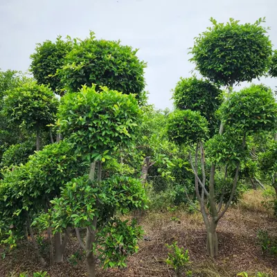 A grove of our Ficus Retusa topiary trees at the farm. Their sculpted, rounded canopies are perfect for creating a formal, elegant look in gardens and entryways.