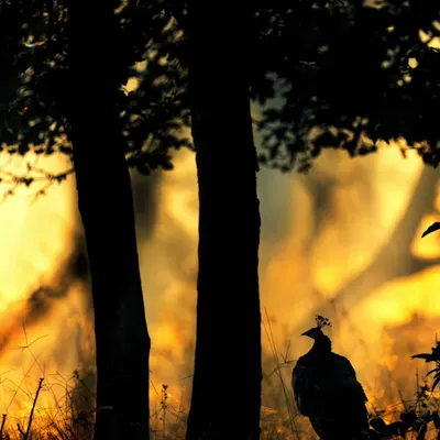 A peacock silhouetted against a fiery sunset. This is a perfect example of using backlighting to create a simple yet powerful image.
