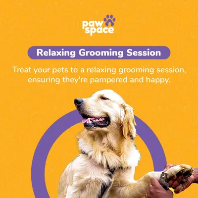 Every grooming session is a relaxing experience. I treat your pets to a pampering session that ensures they are not just clean, but also happy and comfortable from start to finish.