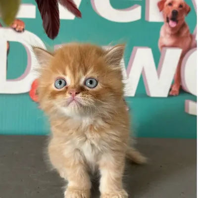 Just look at those beautiful blue eyes. This ginger Persian kitten is the perfect remedy for stress and anxiety, ready to fill your home with purrs and cuddles.
