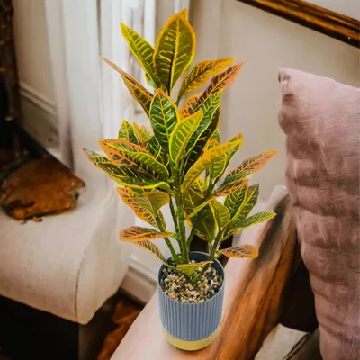 This artificial croton plant, with its striking yellow and green leaves, is a perfect accent for a side table. It comes in a stylish ribbed pot, ready to be placed anywhere you need a splash of color.