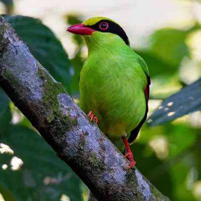 The Common Green Magpie, seen here in Latpanchar, India, is a skilled predator. The chewed leaves are evidence of its hunt for caterpillars, a reminder that even the most beautiful birds are part of a complex food web.