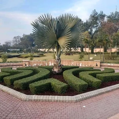 A well-designed landscape makes a powerful first impression. Here, I used curved hedges and a central palm tree to create an elegant and formal entrance for a large property.