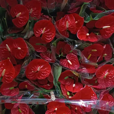 A full box of fresh, bright red Anthurium flowers, just arrived at the nursery. Their glossy, heart-shaped blooms provide long-lasting color and a tropical feel to any indoor setting.
