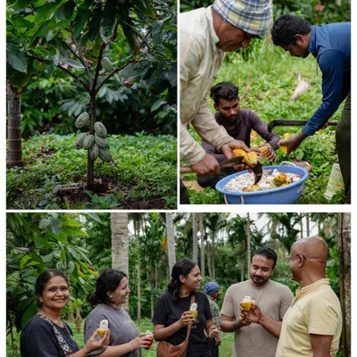 Our Chocolate Immersion course is a true bean-to-bar journey. We take our students to a cocoa farm in Mysore to understand the origins, harvesting, and initial processing of cacao before they ever step into the kitchen.