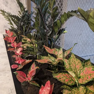 A beautiful indoor plant arrangement featuring a mix of colorful Aglaonema varieties. The different patterns and shades of pink, red, and green create a rich, textured look perfect for an entrance or lobby.