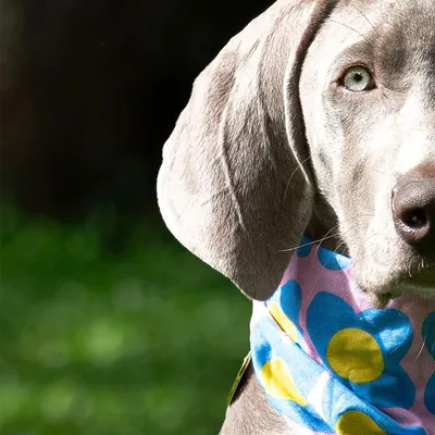 Wonky as wonky can be! Draco the Weimaraner was my first time photographing this breed, and his perpetually surprised expression and lanky, clumsy energy were hilarious to capture.