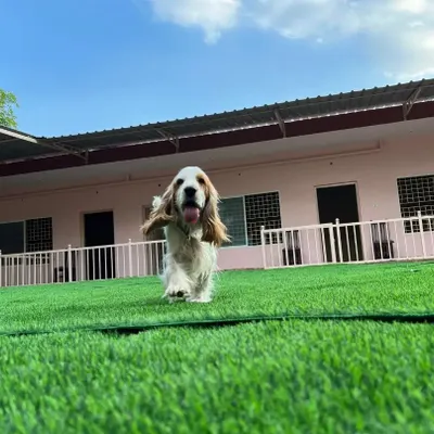 Pure joy as this Cocker Spaniel sprints across the green lawn, with our boarding rooms visible in the background.