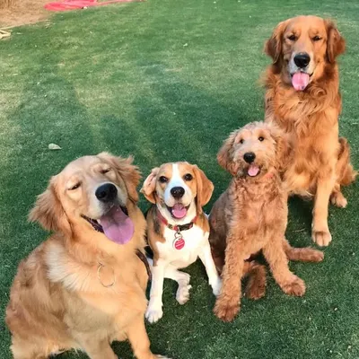 A perfect Friyay smile from this happy crew. A Golden Retriever, a Goldendoodle, and a Beagle, all posing beautifully for the camera.