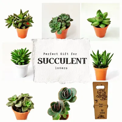 This image is a snapshot of our extensive succulent collection. It features a variety of species in different pots, including Echeveria, Sedum, and Haworthia, highlighting the range of textures and colors available for you to choose from.