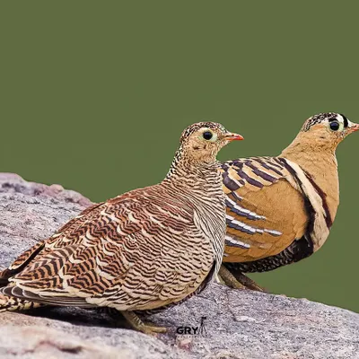A pair of Painted Sandgrouse, male and female, resting on a rock. This image showcases the difference in plumage between the sexes, a common trait in birds.