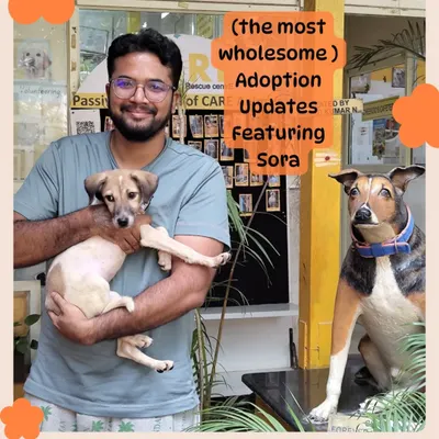 This is the day Sora's new life began. Adoption updates like these, showing our pups finding their families, are the most wholesome part of our work.