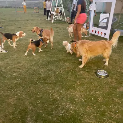 A great turnout for our "DOG-JOG" event! It's a fantastic opportunity for dogs to socialize in a controlled setting and for pet parents to connect with each other.