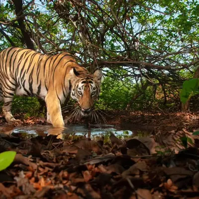A young tiger cautiously approaches a waterhole during the day. These moments are rare and require placing a camera trap in a location that feels safe and natural for the animal, allowing for an undisturbed view of its routine.