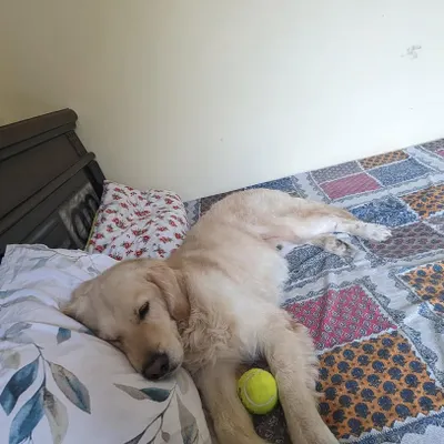 Buddy, a 2-3 year old retriever, sleeping peacefully on a bed in his foster home. A foster home provides the comfort and security that a hospital or shelter cannot.