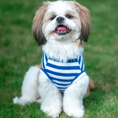 Cookie the Shih Tzu sitting perfectly for his portrait during our outdoor session. The vibrant green grass makes his striped shirt pop, creating a cheerful and bright dog photograph.