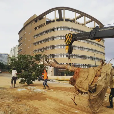 Our tree transplantation service in action. We use heavy equipment and careful techniques to move large trees, ensuring their root ball is protected for a successful relocation.