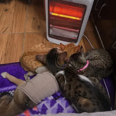 This is what my home looks like on a cold day. A happy pile of my babies, both cats and a puppy, snuggling together in front of the heater. This is the cage-free, loving environment I promise for your pet.