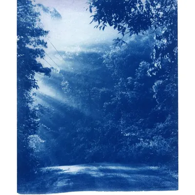 This commissioned cyanotype captures the ethereal beauty of light filtering through a forest canopy. The process is known for its distinctive Prussian blue tones and is perfect for landscape and botanical subjects.